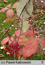 Euonymus sachalinensis (trzmielina sachalińska)