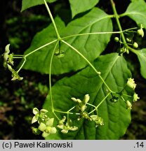 Euonymus sachalinensis (trzmielina sachalińska)