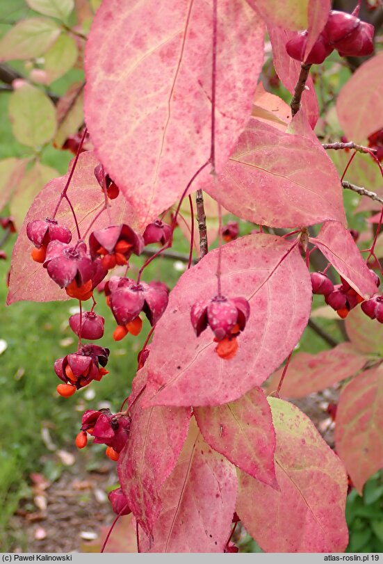 Euonymus sanguineus