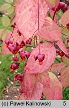 Euonymus sanguineus