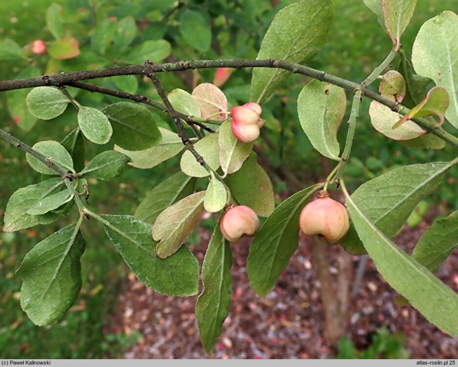 Euonymus velutinus (trzmielina aksamitna)