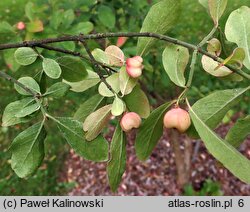 Euonymus velutinus (trzmielina aksamitna)