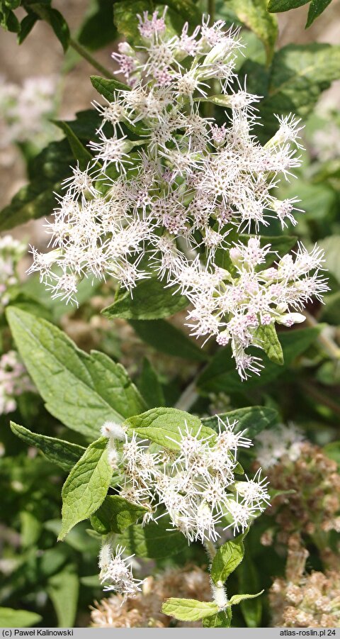 Eupatorium perfoliatum (sadziec przerośnięty)