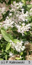 Eupatorium perfoliatum (sadziec przerośnięty)