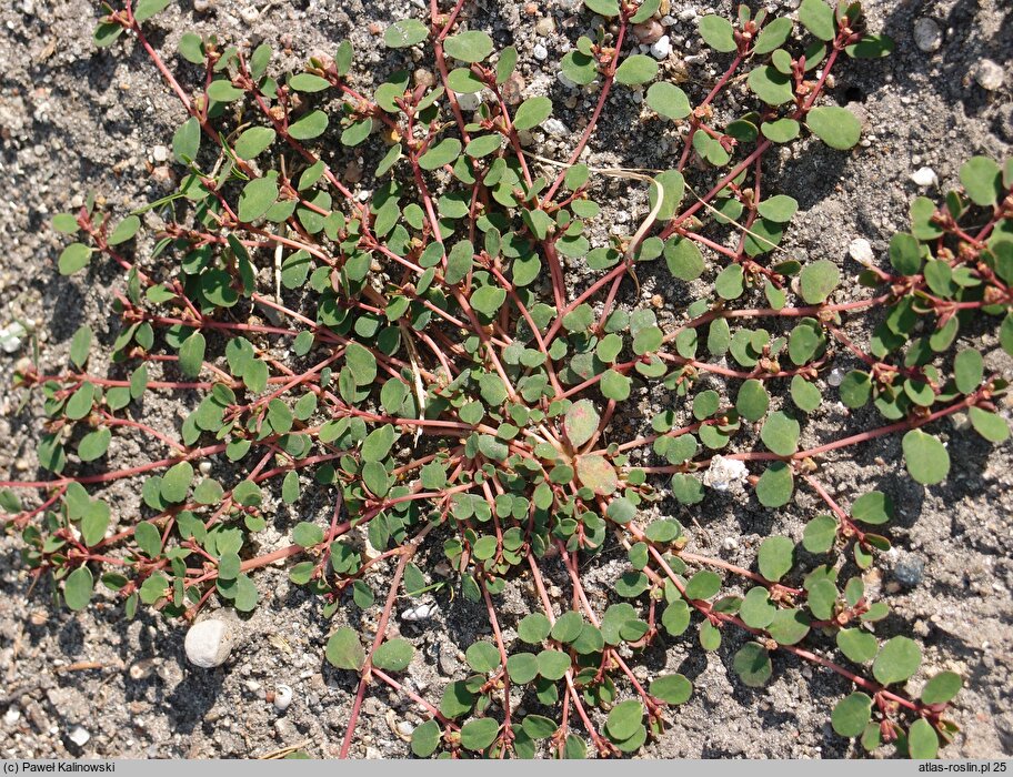 Euphorbia chamaesyce