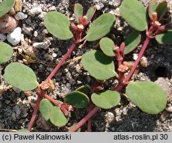 Euphorbia chamaesyce