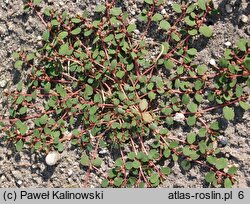 Euphorbia chamaesyce