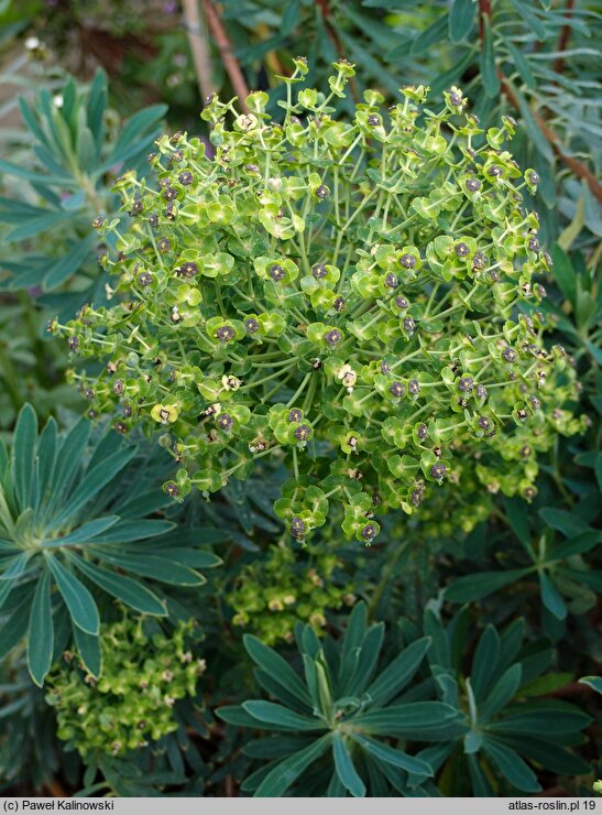 Euphorbia characias ssp. characias (wilczomlecz błękitnawy)