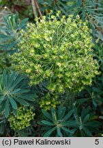 Euphorbia characias ssp. characias (wilczomlecz błękitnawy)