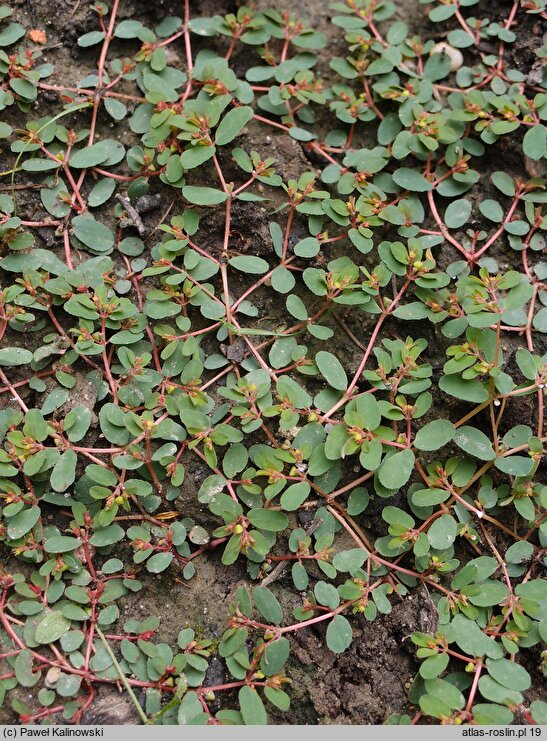 Euphorbia humifusa (wilczomlecz rozesłany)