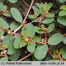 Euphorbia humifusa (wilczomlecz rozesłany)