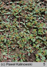 Euphorbia humifusa (wilczomlecz rozesłany)