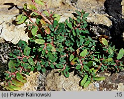 Euphorbia maculata (wilczomlecz plamisty)