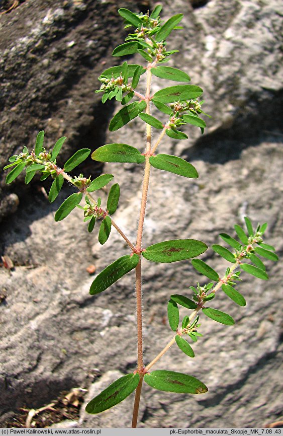 Euphorbia maculata (wilczomlecz plamisty)