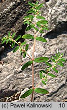 Euphorbia maculata (wilczomlecz plamisty)