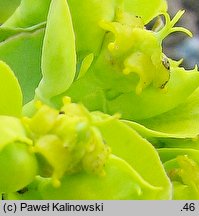 Euphorbia myrsinites (wilczomlecz mirtowaty)