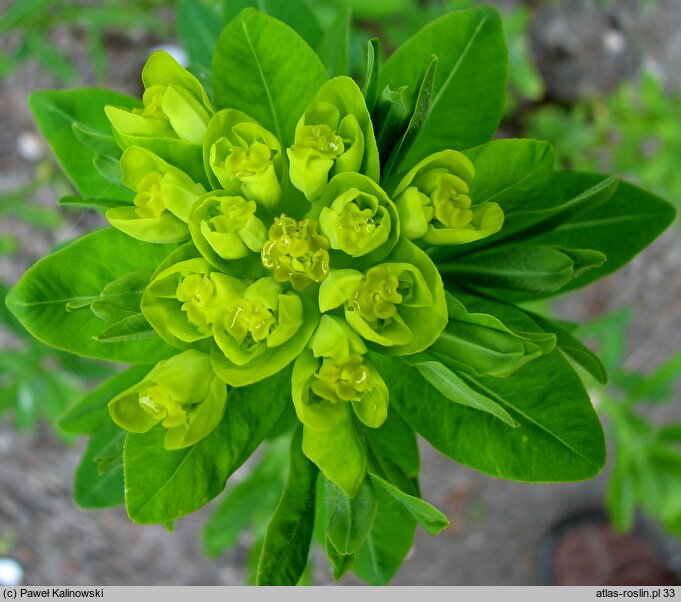 Euphorbia nicaeensis