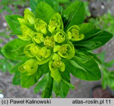 Euphorbia nicaeensis