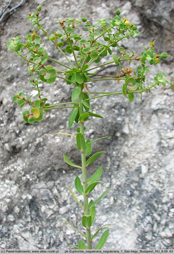 Euphorbia seguierana (wilczomlecz Seguiera)