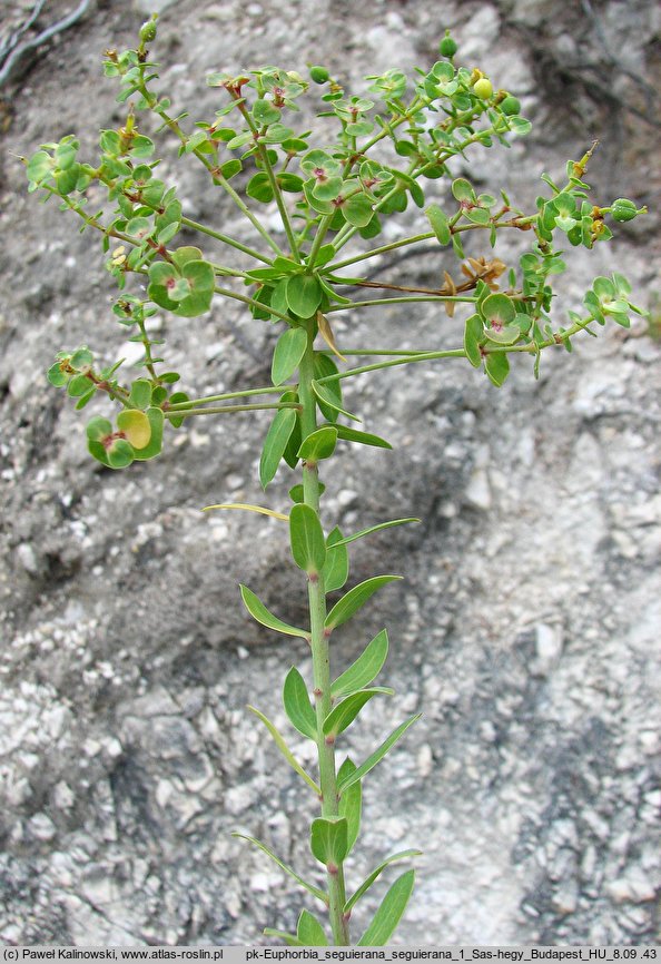 Euphorbia seguierana (wilczomlecz Seguiera)