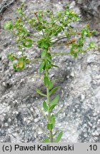 Euphorbia seguierana (wilczomlecz Seguiera)