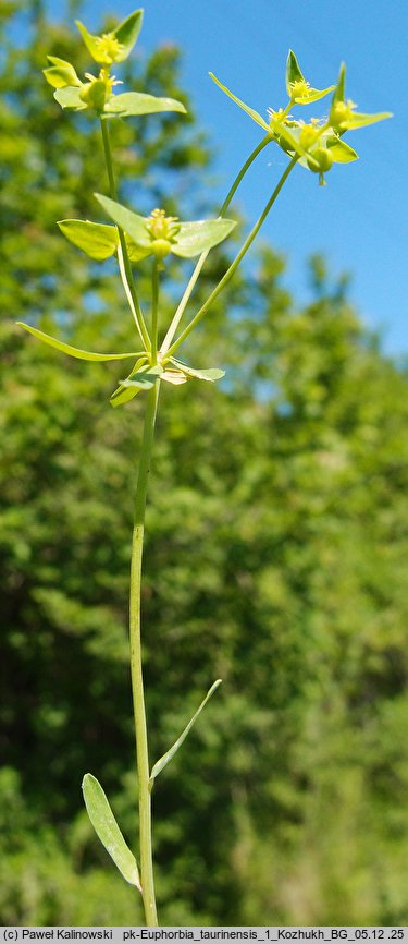 Euphorbia taurinensis (wilczomlecz grecki)