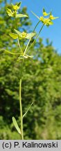 Euphorbia taurinensis (wilczomlecz grecki)