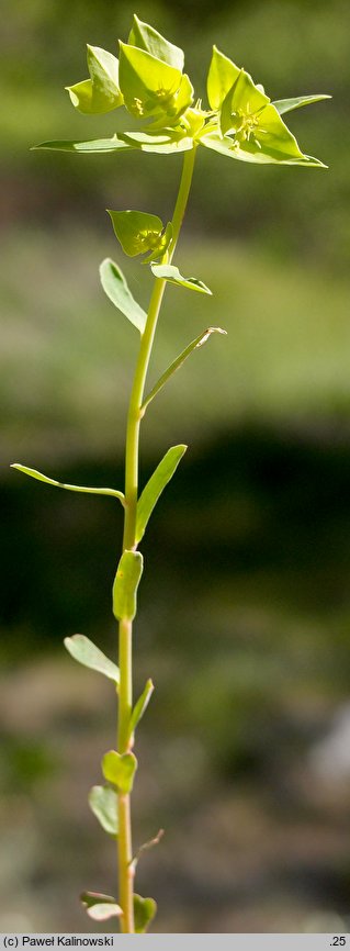 Euphorbia taurinensis (wilczomlecz grecki)