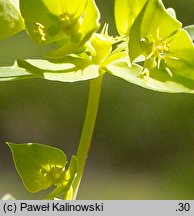 Euphorbia taurinensis (wilczomlecz grecki)