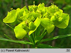 Euphorbia virgultosa (ostromlecz miotlasty)