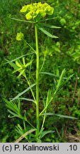 Euphorbia virgultosa (ostromlecz miotlasty)