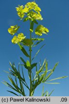 Euphorbia virgultosa (ostromlecz miotlasty)