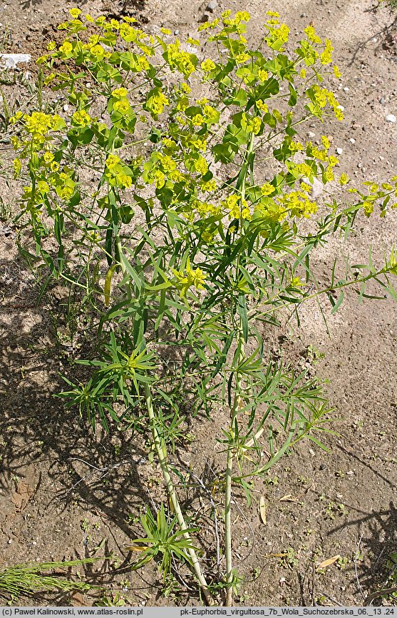 Euphorbia virgultosa (ostromlecz miotlasty)