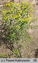 Euphorbia virgultosa (ostromlecz miotlasty)