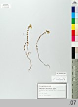 Euphrasia micrantha (świetlik wątły)