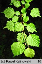 Euptelea polyandra (olszanka japońska)