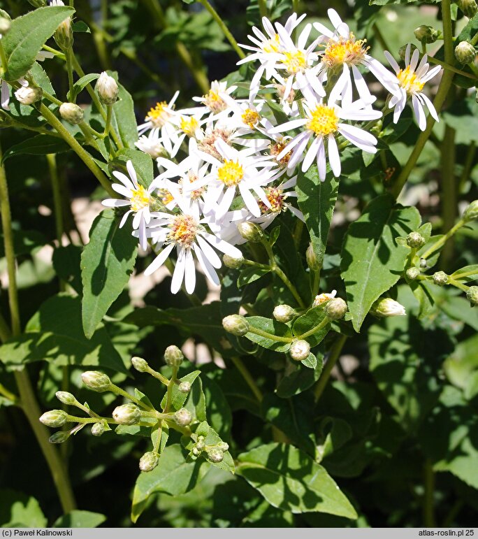 Eurybia schreberi (aster Schrebera)