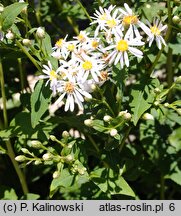 Eurybia schreberi (aster Schrebera)