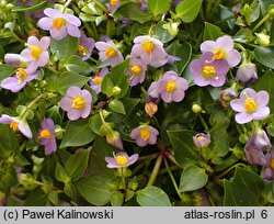 Exacum affine (eksakum pokrewne)