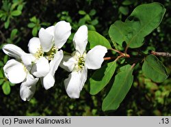 Exochorda racemosa ssp. racemosa (obiela wielkokwiatowa)