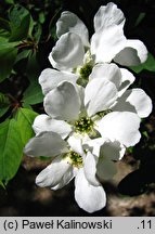 Exochorda racemosa ssp. racemosa (obiela wielkokwiatowa)