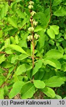 Exochorda racemosa ssp. racemosa (obiela wielkokwiatowa)