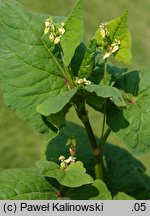 Fagopyrum tataricum (gryka tatarka)