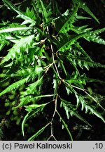 Fagus sylvatica Aspleniifolia