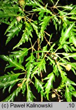 Fagus sylvatica s.str. Aspleniifolia