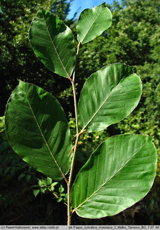 Fagus ×taurica (buk pospolity podolski)