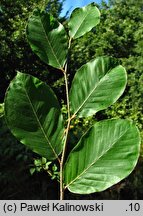 Fagus ×taurica (buk pospolity podolski)