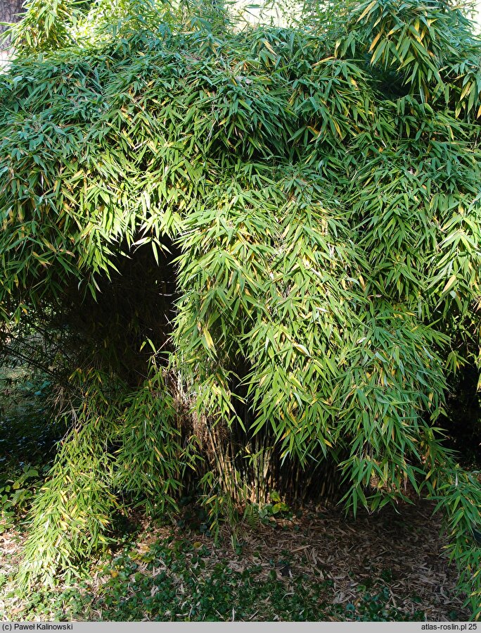 Fargesia murielae (bambus parasolowaty)