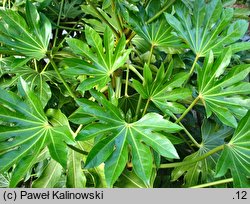 Fatsia japonica (fatsja japońska)