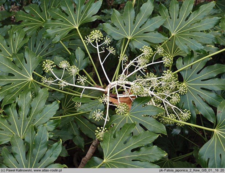 Fatsia japonica (fatsja japońska)